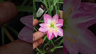 Wanwisa rainlilyflower gardening onlinesale natureflowers wanwisa [upl. by Joshua511]