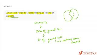 Which cells turgidity causes opening or closing of stomata [upl. by Nihi]