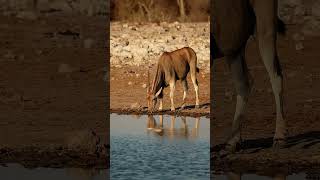 Cautious Quench Lone Eland Balances Thirst and Vigilance in Etosha naturelovers wildlife [upl. by Anirbus]