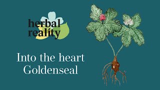 Goldenseal Rooting for Natural Health [upl. by Sokil]