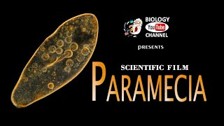 Paramecia  Scientific film [upl. by Eudoca]