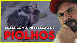 Dicas para ACABAR com a Infestação de Piolhos Comece hoje [upl. by Unders]