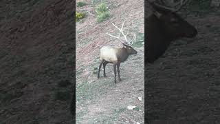 Biggish 5 huntaz elk wapiti elkhunting bullelk bugle hunting bull [upl. by Marshal31]