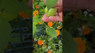 When to Harvest Tomatillos [upl. by Wald303]