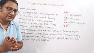 Heterochromatin and Euchromatin [upl. by Marie-Jeanne3]