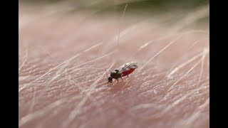 Biting Midges in Australia by Dr Glenn Bellis [upl. by Airec]