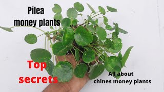 Care Money Plant  How to grow and care chinese money plant pilea in hindi [upl. by Mohammed]