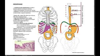 10 OESOPHAGE [upl. by Malina847]