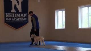 Riley Wheaten Terrier Dog Training Boot Camp Video [upl. by Eizle]