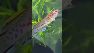 Steel blue lyretail killifish fundulopanchax gardneri bred by me these adults are 4 months old [upl. by Adaj]