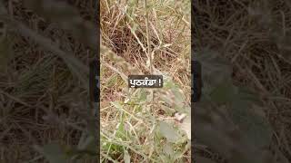 ਪੁਠਕੰਡਾ Achyranthes aspera [upl. by Htebazileyram]