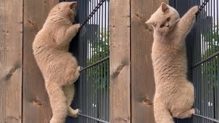 Cat Climbs Fence Like a Human to Chase Birds [upl. by Kippar286]