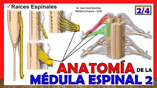 🥇 MÉDULA ESPINAL 24  Raíces Espinales Anatomía ¡Explicación fácil [upl. by Svoboda]