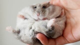 How Are My Hamsters [upl. by Sheilah]