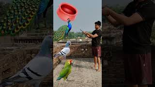 Rounding Handi to Duck Peacock Pigeon amp Parrot  Birds names magic video [upl. by Nahtanohj]