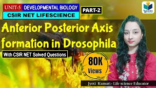 ANTERIORPOSTERIOR AXIS FORMATION IN DROSOPHILA PART2  CSIR NET DEVELOPMENTAL BIOLOGY [upl. by Llehcal272]