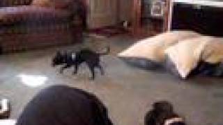 Pitbull Completely Ignores Chihuahua [upl. by Aidin]