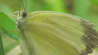 Whites and Yellows Unite The Dazzling World of Pieridae Insect [upl. by Alletnahs]