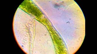Time Lapse  Correnti Citoplasmatiche dentro a un Closterium in divisione [upl. by Varian531]