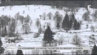 ANIMAUX  La Vosgienne la vache tachetée du massif vosgien [upl. by Baalman]