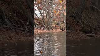 Leaves falling into the river [upl. by Marnie]