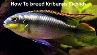 How To breed Kribensis Cichlids [upl. by Linskey410]