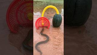 Survival Skills SIMPLE and USEFUL with eel trap camping bushcraft outdoors [upl. by Lladnek]