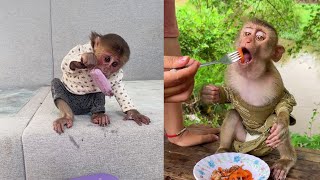 See this funny monkey Icy Is Eating Snack Outside cute monkey animals eating [upl. by Desta]