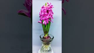 Growing Hyacinthus orientalis Time Lapse [upl. by Bekaj393]