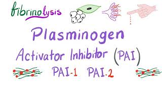 Plasminogen Activator Inhibitor PAI [upl. by Emoraj]