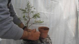 BONSAI punica granatum nana [upl. by Gal]