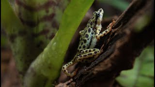 Atelopus Balios Exploring Terrarium [upl. by Lehctim]