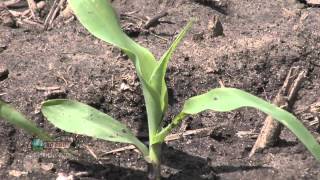 Farm Basics  Corn Growth Stages 737 Air Date 52012 [upl. by Lilllie]