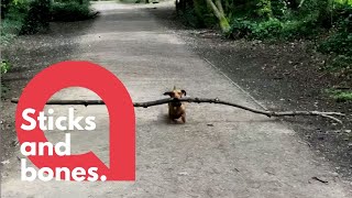 Tiny dachshund loves BIG STICKS  SWNS [upl. by Ahcire]