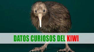 Kiwi Apteryx  Datos curiosos de animales [upl. by Ahsieit133]