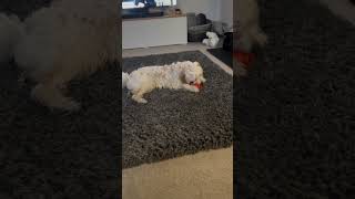 Milo the Cavapoochon  New toy day cavapoochon funnyanimals puppy cute [upl. by Laerdna960]