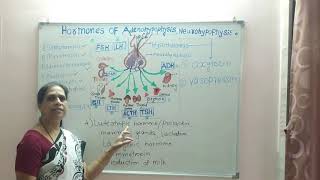 Hormones of adenohypophysis amp neurohypophysis [upl. by Uv]