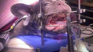 Brachycephalic obstructive airway syndrome BOAS surgery in a French Bulldog  PART 2 soft palate [upl. by Parnell342]