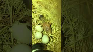 Society Finch hatched Gouldian Finch birds birdslover finch birdsounds nature naturelovers [upl. by Schaffel587]