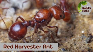 Pogonomyrmex barbatus  My New Ants [upl. by Doak]