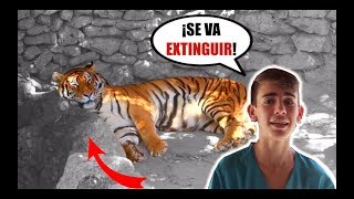 ❌🐯 Los TIGRES están en PELIGRO de EXTINCIÓN Cosas que no sabías sobre los TIGRES [upl. by Minta416]