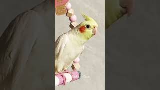 Adorable Cockatiel Charlie Sings Opera 😍 ❤️ featheredfriends [upl. by Nylasoj]