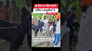 2 ਭੈਣਾਂ ਦਾ ਇੱਕ ਭਰਾ ਚਾਰਦਾ ਬੱਕਰੀਆਂ goats goatfarming farming bakrimandipunjab [upl. by Jolda]