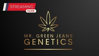 Late Night w Mr Green Jeans Genetics [upl. by Kilam58]