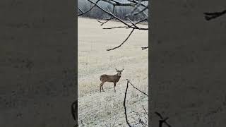 Whitetail Buck coming into antler rattle deercall huntinglife whitetailbuck [upl. by Mik]