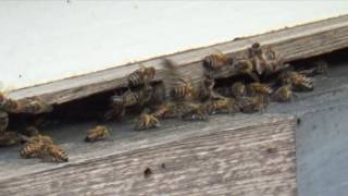 Simple pollen feeder for honey bees [upl. by Solley121]