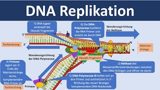 DNA Replikation  Verdopplung der DNA Biologie Oberstufe [upl. by Ohnuj]