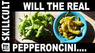 Authentic Pepperoncini How To Make and Store All Year [upl. by Quill830]