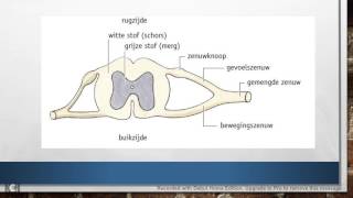 53 het ruggenmerg [upl. by Andrus]