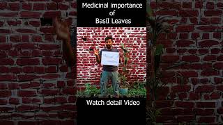 Basil plant and its medicinal importance farming kitchengardenexpert kitchengarden [upl. by Elnora]